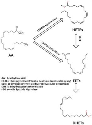 Research progress on the protective mechanism of a novel soluble epoxide hydrolase inhibitor TPPU on ischemic stroke